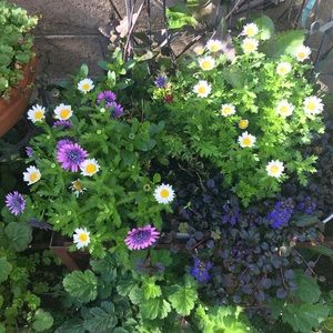 Meet your Posher, Debbie